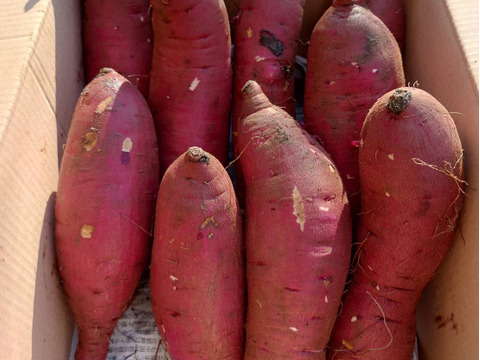 栽培期間中農薬不使用　サツマイモ『べにはるか』3kg　(大小込み)　千葉県いすみ市産　栗きんとんにもピッタリなお芋です☆