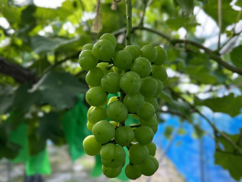 《おすすめ》ぷりっと可愛い瀬戸ジャイアンツ1kg2〜3房セット