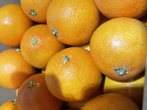 【小玉】まるでゼリー⁉まどんな(ご家庭用5kg)