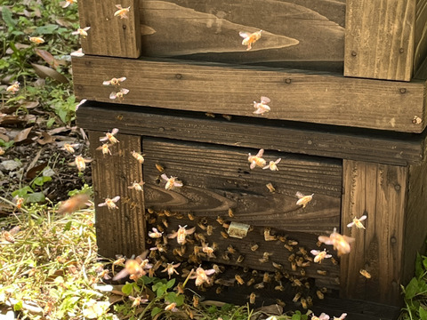 令和7年、今年も美味しい百花新蜜が採れました！
【12月は20セット限定販売】
純粋鹿児島産百花蜜500g ニューボトル
2本セット
メール便でお届けします。