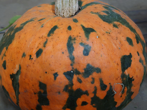 おばけカボチャ　大玉　ハロウィンに