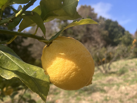 【柑橘王国愛媛県砥部町産　農薬、化学肥料、除草剤不使用レモン】5kg(ご家庭用)