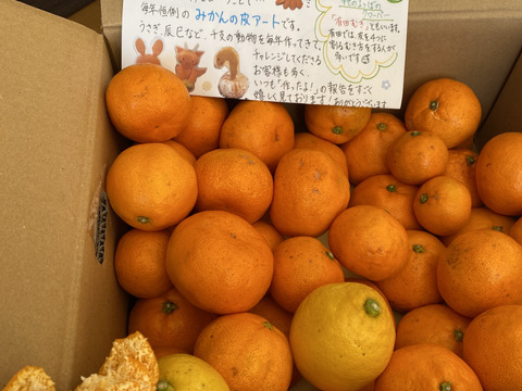 有田みかん【サイズ混合】5 kg（箱込）