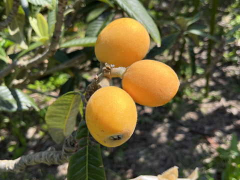 深い甘みと柔らかい果肉！茂木産 茂木びわ Lサイズ 35個入り