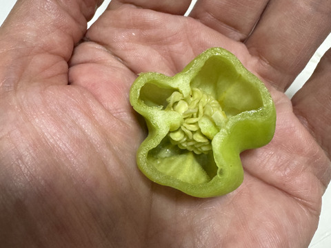 ハバネロ　【農薬不使用露地栽培】  150g