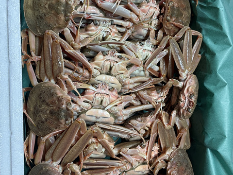 １０月解禁！卵がぎっしり　訳あり『本ズワイガニのメス』3キロ　新潟県村上市笹川流れ