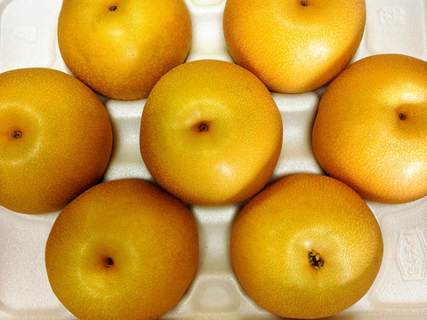 大豊作300円引き‼️【完熟豊水梨】贈答用約2.2kg(4~7個)  ✨味が濃く甘くてジューシー‼️まるで梨ジュース🍐ひとつひとつ色付きを確かめ樹上完熟で収穫😋ほぼほぼ果汁です💦
