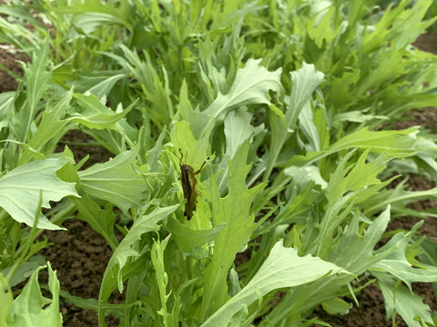 期間限定値下げ中！甘く瑞々しい！サラダ水菜150ｇ×７袋入【農薬、化学肥料不使用】