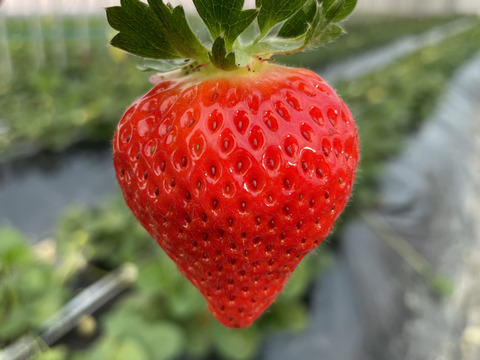 稀少苺？徳島川内産『あまえくぼ』250g以上×4p