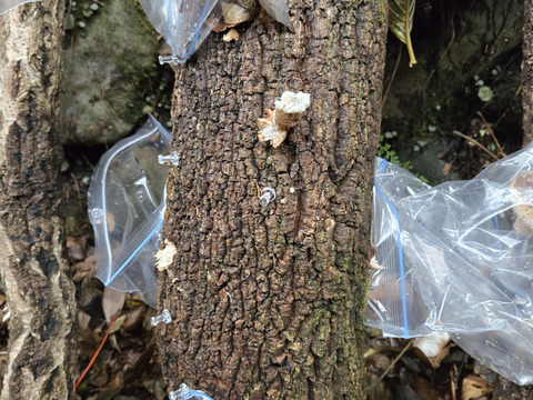 ★原木しいたけ　訳あり品　1.5キロ　高級品種