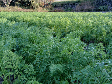 にんじん黒田五寸