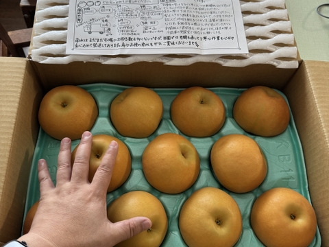 令和7年9月発送【予約】梨 南水 良品10kg 長野県産 大好評‼️