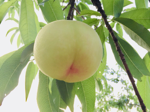 🍑🍑岡山県一宮産　大玉3玉【贈答用2箱セット】【頂】