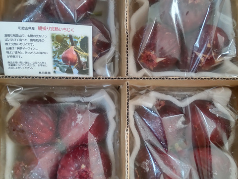 樹上完熟いちじく！朝採り！和歌山県産イチジク 1箱（500g×4P）