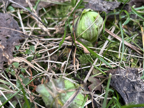 お試し！ご飯のお供ふきのとう味噌80gと、完熟スダチときび砂糖のマーマレード175gのつめあわせ