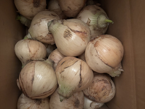 生で食べても甘い！と評判の新玉ねぎ『おしたま』5kg    M サイズ