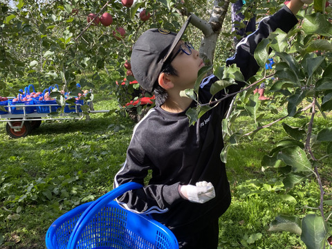 今が旬の青森りんご贈答用詰め合わせ！お歳暮・冬ギフトにも最適！約10kg  熨斗対応可能！真っ赤なサンふじと縁起物の美しい黄色の金星です！