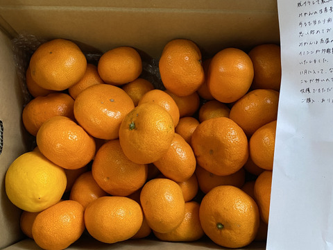 箱込約5㌔　1,000箱以上売れるゲリラセールミカン