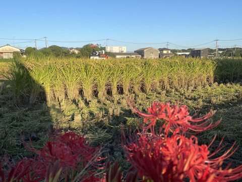 新米 令和7年度産【もりのくまさん】白米5キロ 熊本の地下水使用