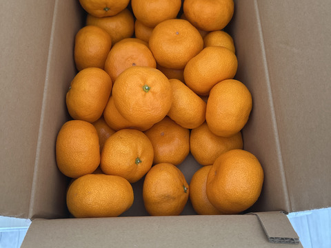 濃厚完熟　蔵出し　青島みかん　秀品・4.5ｋｇ