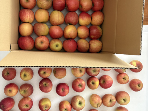 【希少！春りんご・3段入り！】蔵出しのサンふじ10kg以上【ご家庭/加工用・50玉以上】