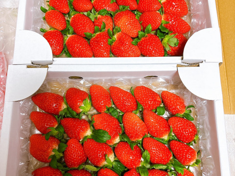 【さがほのか】5月の❤️きらきら🍓ほのかちゃん2箱