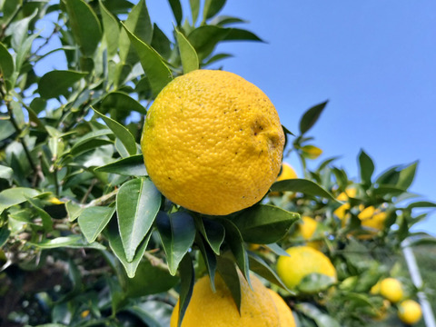 【コンビニ支払い用】11月10日～発送 有機JAS認証ゆず（黄玉・優品）3kg