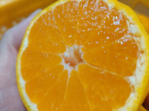 有田みかん【由良Lサイズ以上】8kg（箱込）