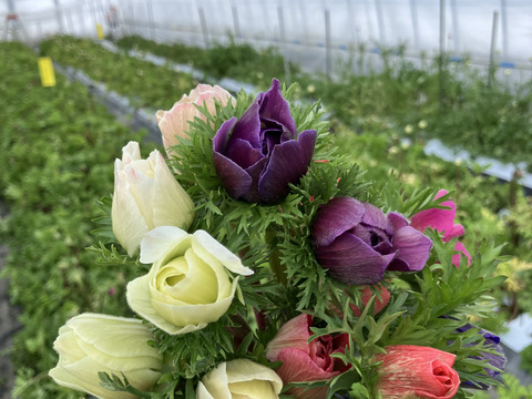 《アネモネ》12本束2セット
10日間の日持ちは当たり前💐