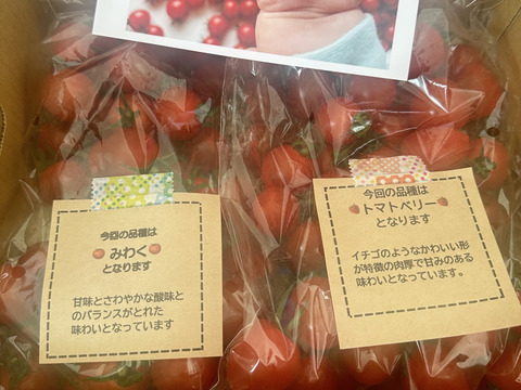 【食べ比べ 】食卓に笑顔を　ハートの様な形のトマトベリー＆ミニトマトのセット 1kg【千葉県旭市産】【トマト食べ比べ】