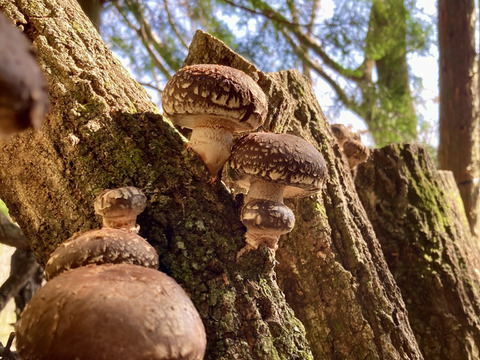 【母の日ギフト】原木栽培　干し椎茸　椎茸粉ギフトセット