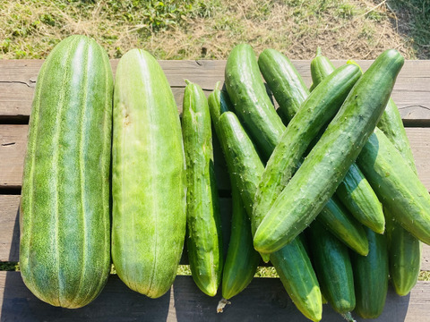 やまなす品 マーブル茄子（8玉サイズ） 【業務用食材の仕入れなら八面六臂】
