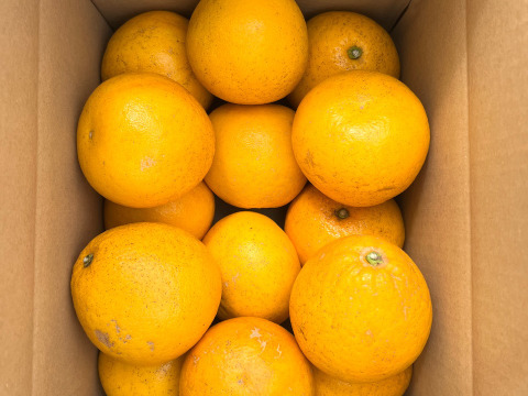 【有機JAS認証】河内晩柑5kg