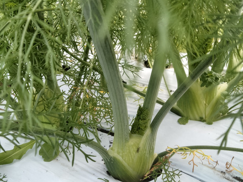 【長崎県産】農薬不使用！香り高いフェンネルの葉500g