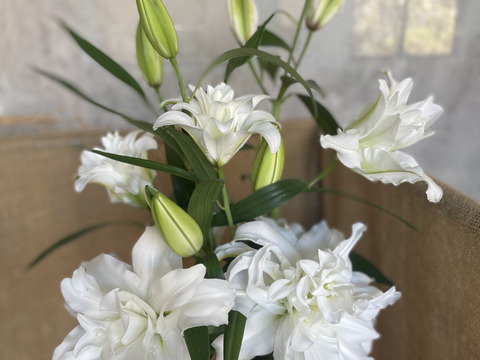 白八重新品種【アンジェラ】香りが抜群に良い❤花弁もしっかりしています！！mikiおすすめ品種♥