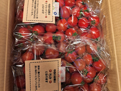 【食べ比べ 】食卓に笑顔を　ハートの様な形のトマトベリー＆ミニトマトのセット 1.5kg【千葉県旭市産】【トマト食べ比べ】