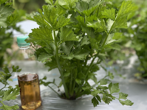 【新鮮☆朝収穫】セロリ1ｋg～香り高濃度😊