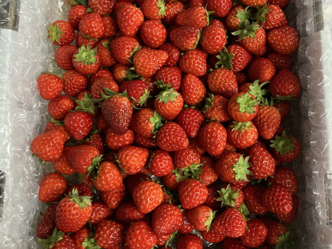 【加工に最適！容量たっぷり！】小粒いちご　1kg 『バラ詰め』 紅ほっぺ