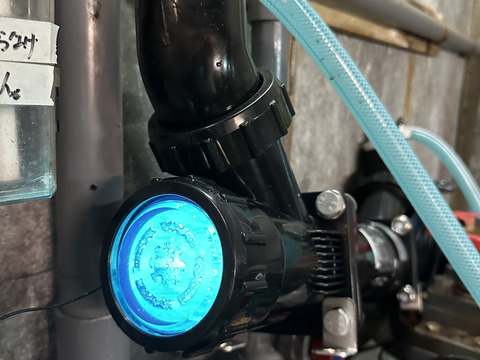 天然特大岩牡蠣　　　700gover