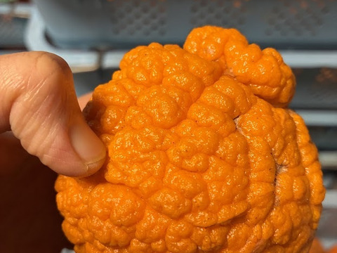 【訳あり】小さくても不知火！平均糖度１５度！樹上完熟2ｋｇ程度