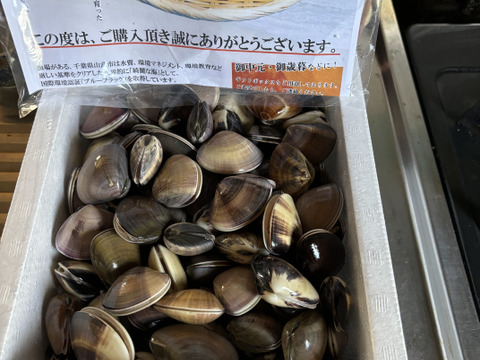 九十九里産　活中はまぐり　8キロ 千葉九十九里産天然活はまぐり 九十九里産 中玉（中サイズ）蛤