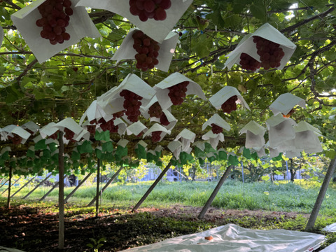 超希少入手困難【サンシャインレッド】(旧:甲斐ベリー7)『数量限定』　ぶどう　山梨県限定品種！　1kg〜1.2前後(2〜3房)種無し皮ごと