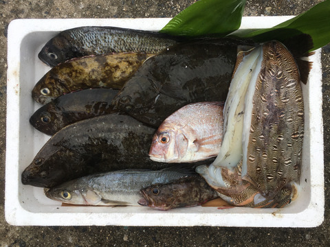 小豆島の海の恵み 旬のお魚お任せセット ﾃﾞﾗｯｸｽ 水揚げ次第発送 香川県産 食べチョク 農家 漁師の産直ネット通販 旬の食材を生産者直送