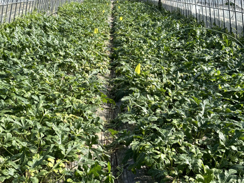 訳あり！夏スイカ！「極上スイカ」7kg×2個