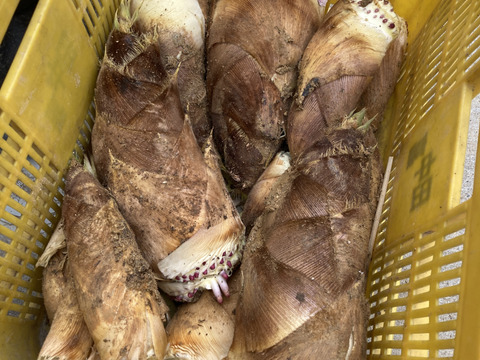 春限定】京都・長岡京産”タケノコ”【4Kg】：京都府産の孟宗竹｜食べ