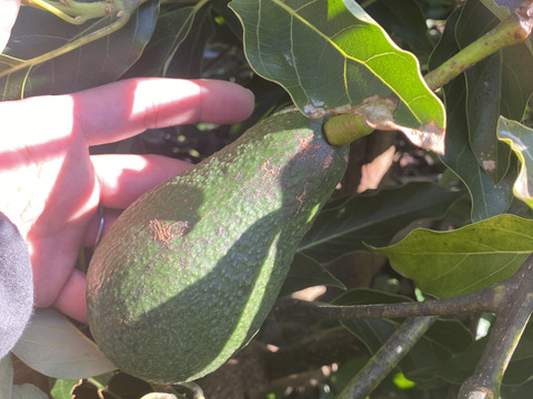 国産アボカド「ウィンターメキシカン」３個