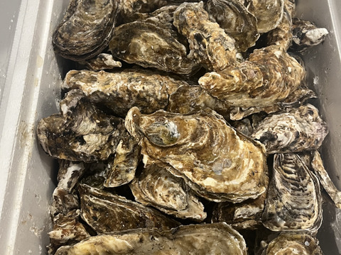 ～8/14すぐ出荷可能【期間限定20％OFF中】生食用８ｋｇ 殻付き 牡蠣 （56~130粒）牡蠣 殻付き 牡蛎 牡蛎 かき カキ 松島牡蠣屋 BBQ貝類 オイスター oyster 貝類 貝