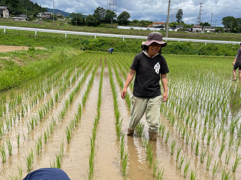 『令和5年産』ササシグレ白米10㎏　農薬除草剤肥料不使用はぜ掛け米　力強さを味わえる！淡泊ながらも飽きない米の貴婦人