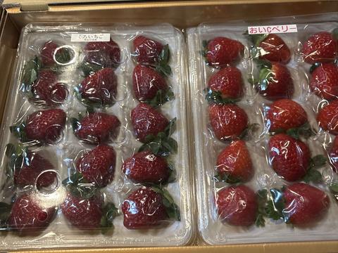 真紅の美鈴 食べ比べ 特大サイズセット　【要確認】1月から順次発送予定　黒大赤大