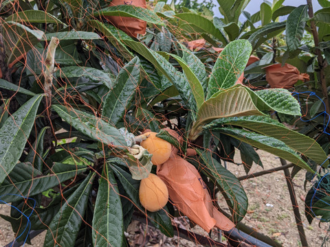 枇杷 　M～Ｌサイズ（大きさ不揃い）　約１Kg（箱込み）